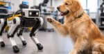 Los perros son quienes están enseñando a los robots a entender nuestros deseos e intenciones